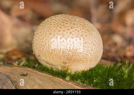 Skleroderma citrinum, bekannt als Erdkugel, Schweinshaut-Puffkugel, Erdkugel Stockfoto