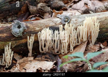 Ramaria stricta, bekannt als Upright Coral, Strict-Branch Coral, Coral Pilze Stockfoto