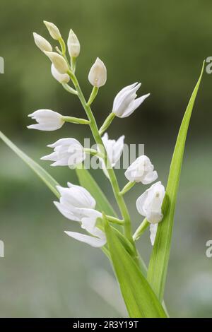 Cephalanthera longifolia, auch bekannt als Helleborine mit Blattschwert Stockfoto