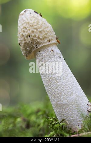 Phallus impudicus, bekannt als gewöhnliches Stinkhorn, schamloses Stinkhorn, Stinkhorn Stockfoto