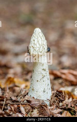 Phallus impudicus, bekannt als gewöhnliches Stinkhorn, schamloses Stinkhorn, Stinkhorn Stockfoto