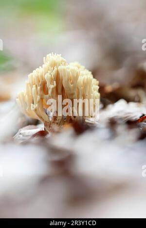 Ramaria stricta, bekannt als Upright Coral, Strict-Branch Coral, Coral Pilze Stockfoto