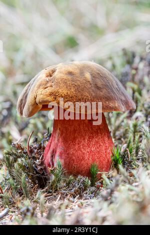 Luridiformis), auch bekannt als gepunkteter Stielbolete, gepunkteter Stielbolete, Scarletina bolete Stockfoto