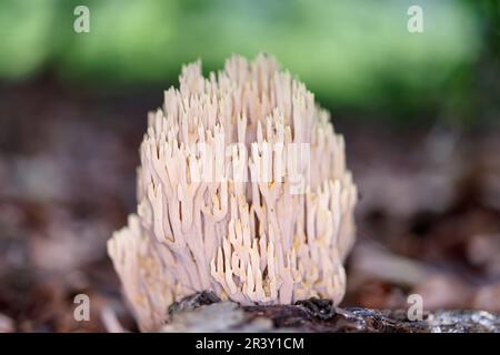 Ramaria stricta, bekannt als Upright Coral, Strict-Branch Coral, Coral Pilze Stockfoto