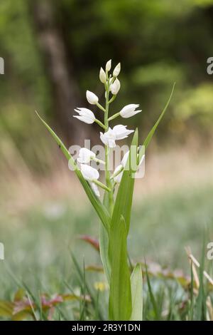 Cephalanthera longifolia, auch bekannt als Helleborine mit Blattschwert Stockfoto