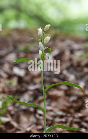 Cephalanthera damasonium, auch bekannt als White Helleborine Stockfoto