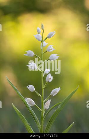 Cephalanthera longifolia, auch bekannt als Helleborine mit Blattschwert Stockfoto