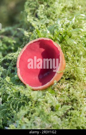 Sarcoscypha coccinea, bekannt als Scharlach-Elfe, Scharlach-Elfe, Scharlach-Elfe, Rubin-Elfe, Elf-Becher Stockfoto