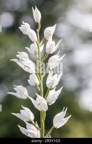 Cephalanthera longifolia, auch bekannt als Helleborine mit Blattschwert Stockfoto