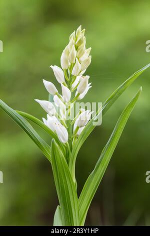 Cephalanthera longifolia, auch bekannt als Helleborine mit Blattschwert Stockfoto