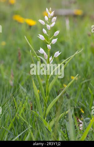 Cephalanthera longifolia, auch bekannt als Helleborine mit Blattschwert Stockfoto