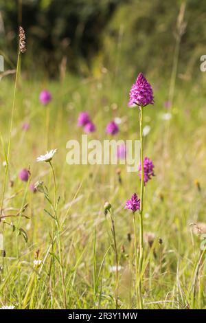Anacamptis pyramidalis, auch bekannt als pyramidale Orchidee Stockfoto
