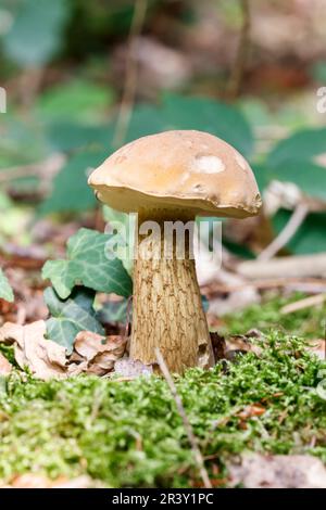 Tylopilus felleus (Boletus alutarius), bekannt als Bitter Bolete, Bitter tylopilus Stockfoto