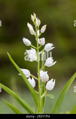 Cephalanthera longifolia, auch bekannt als Helleborine mit Blattschwert Stockfoto