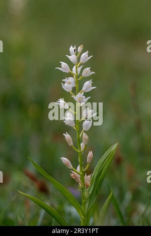 Cephalanthera longifolia, auch bekannt als Helleborine mit Blattschwert Stockfoto