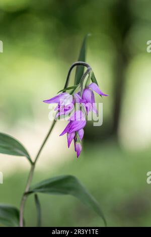 Cephalanthera rubra, bekannt als Roter Helleborine Stockfoto