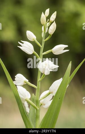 Cephalanthera longifolia, auch bekannt als Helleborine mit Blattschwert Stockfoto