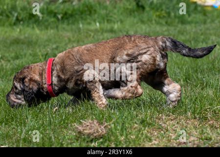 Pudelwelpen sind das erste Mal im Garten. Stockfoto
