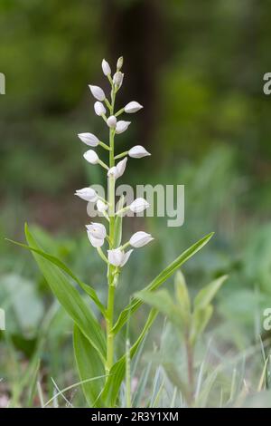 Cephalanthera longifolia, auch bekannt als Helleborine mit Blattschwert Stockfoto