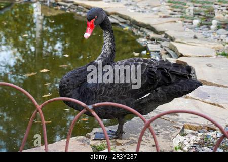 Schwarzer Schwan aus nächster Nähe vor dem Hintergrund des Sees. Stockfoto
