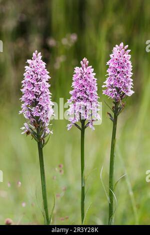 Dactylorhiza maculata, subsp. Fuchsii, auch bekannt als gemeine gefleckte Orchidee Stockfoto