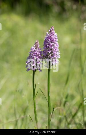 Dactylorhiza maculata, subsp. Fuchsii, auch bekannt als gemeine gefleckte Orchidee Stockfoto