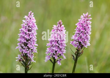 Dactylorhiza maculata, subsp. Fuchsii, auch bekannt als gemeine gefleckte Orchidee Stockfoto