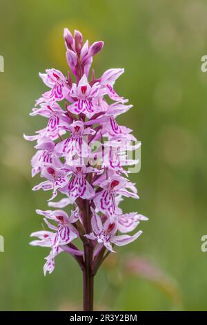 Dactylorhiza maculata, subsp. Fuchsii, auch bekannt als gemeine gefleckte Orchidee Stockfoto