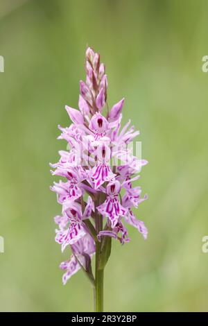 Dactylorhiza maculata, subsp. Fuchsii, auch bekannt als gemeine gefleckte Orchidee Stockfoto