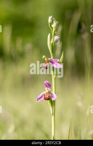 Ophrys apifera, auch bekannt als Bienenorchidee Stockfoto