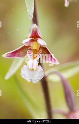 Epipactis palustris, allgemein bekannt als Marsh Helleborine Stockfoto