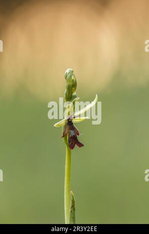 Ophrys Insectifera, bekannt als Fly Orchid, Insektentragende ophrys Stockfoto