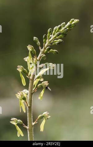 Neottia ovata, syn. Listera Ovata, bekannt als Common Two ayblade, Greater Two ayblade Stockfoto