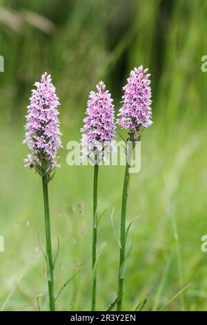 Dactylorhiza maculata, subsp. Fuchsii, auch bekannt als gemeine gefleckte Orchidee Stockfoto