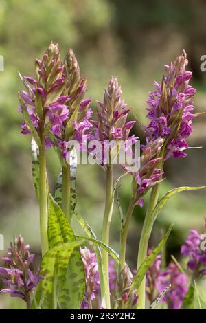 Dactylorhiza majalis, bekannt als Sumpforchidee, Sumpforchidee, westliche Sumpforchidee Stockfoto