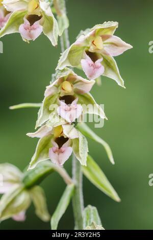 Epipactis helleborine, auch bekannt als breites Helleborin, breitblättriges Helleborin Stockfoto