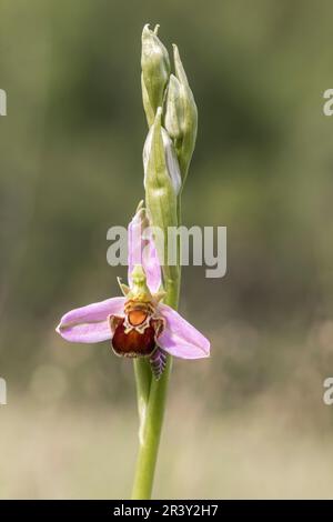 Ophrys apifera, auch bekannt als Bienenorchidee Stockfoto