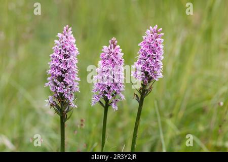 Dactylorhiza maculata, subsp. Fuchsii, auch bekannt als gemeine gefleckte Orchidee Stockfoto