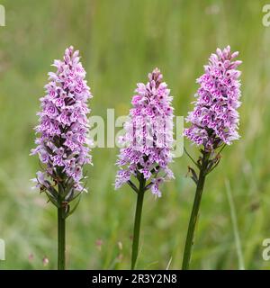 Dactylorhiza maculata, subsp. Fuchsii, auch bekannt als gemeine gefleckte Orchidee Stockfoto