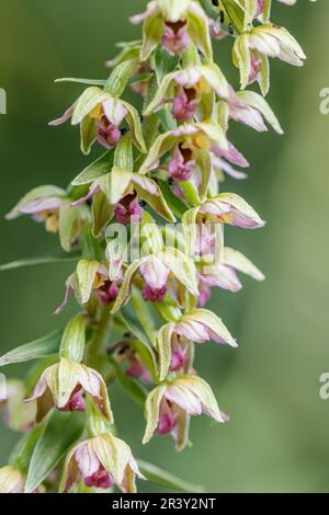 Epipactis helleborine, auch bekannt als breites Helleborin, breitblättriges Helleborin Stockfoto