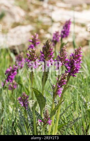 Dactylorhiza majalis, bekannt als Sumpforchidee, Sumpforchidee, westliche Sumpforchidee Stockfoto