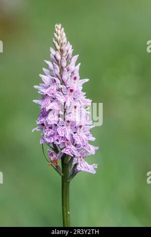 Dactylorhiza maculata, subsp. Fuchsii, auch bekannt als gemeine gefleckte Orchidee Stockfoto