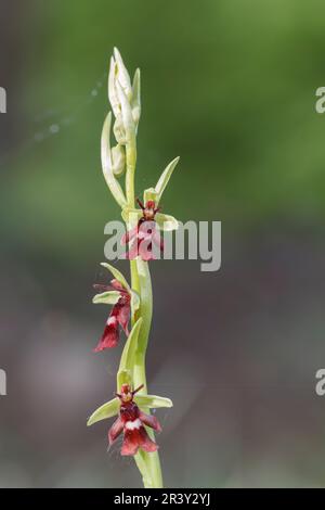 Ophrys Insectifera, bekannt als Fly Orchid, Insektentragende ophrys Stockfoto