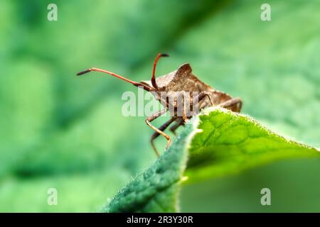 Käfer (Coreus marginatus) mit Blick auf ein grünes Blatt Stockfoto