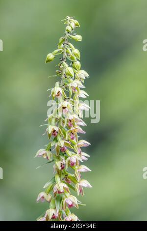 Epipactis helleborine, auch bekannt als breites Helleborin, breitblättriges Helleborin Stockfoto