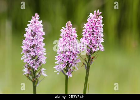 Dactylorhiza maculata, subsp. Fuchsii, auch bekannt als gemeine gefleckte Orchidee Stockfoto