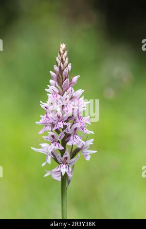 Dactylorhiza maculata, subsp. Fuchsii, auch bekannt als gemeine gefleckte Orchidee Stockfoto