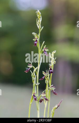 Ophrys Insectifera, bekannt als Fly Orchid, Insektentragende ophrys Stockfoto