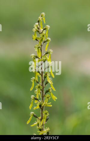 Neottia ovata, syn. Listera Ovata, bekannt als Common Two ayblade, Greater Two ayblade Stockfoto