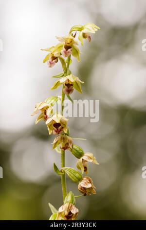 Epipactis helleborine, auch bekannt als breites Helleborin, breitblättriges Helleborin Stockfoto